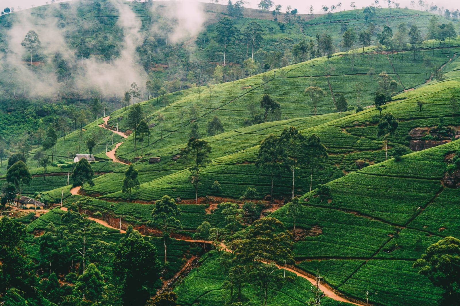 DAY 4 | NUWARA ELIYA