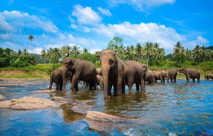 13 Nights 14 Days Tour in Sri Lanka