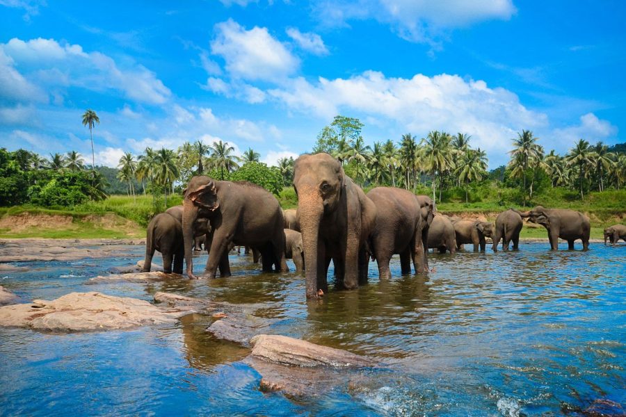 6 Nights 7 Days Tour in Sri Lanka