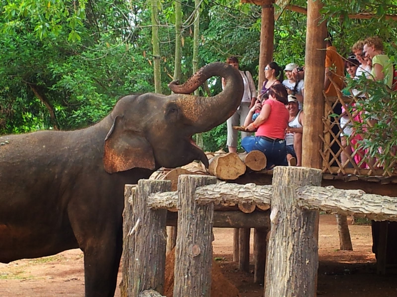 DAY 2 |  PINNAWALA | SIGIRIYA