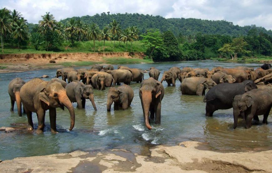 5 Nights 6 Days Tour in Sri Lanka