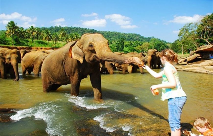 11 Nights 12 Days Tour in Sri Lanka