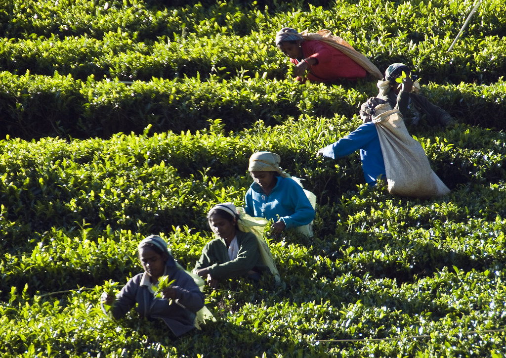 DAY 6 | NUWARA ELIYA